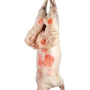 خروف مهجن image 0