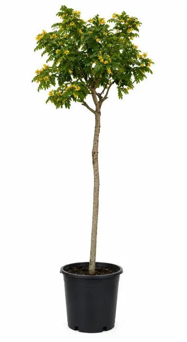 Cassia Glauca-1.5'' Trunk, 3--4 Mtr Height image 0