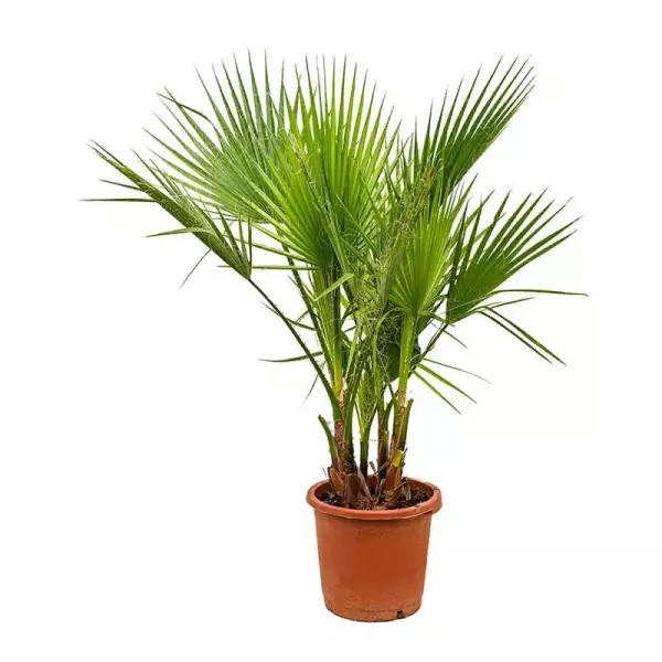 واشنطونيا A image 0