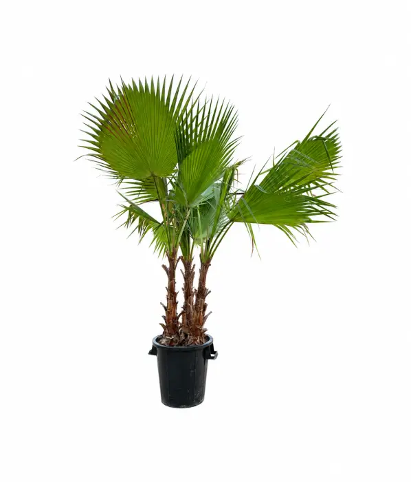 Triple Washingtonia image 0