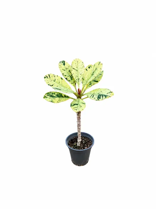 Variegated Plumeria image 0
