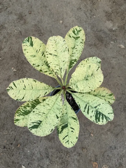 Variegated Plumeria image 1