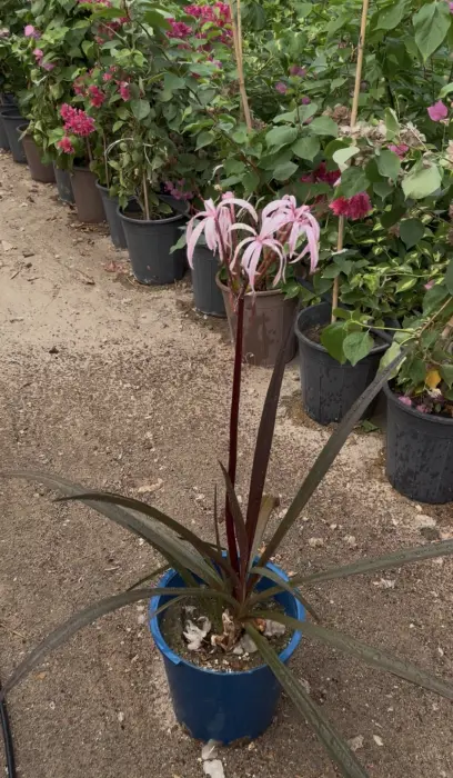 Red Crinum Lily image 1