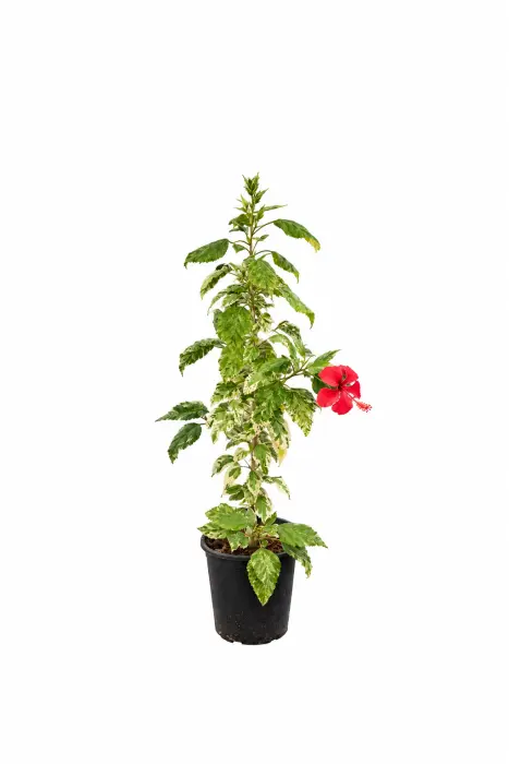 Hibiscus variegated image 0