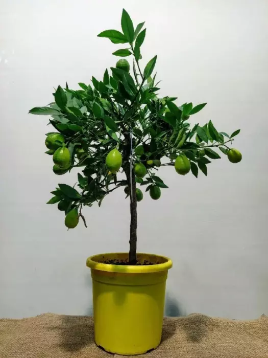 لمكوات image 0