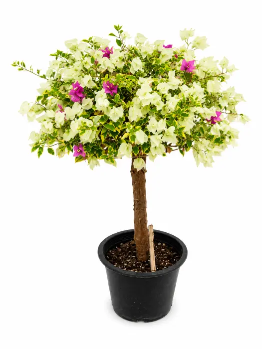 Al wafra image 0