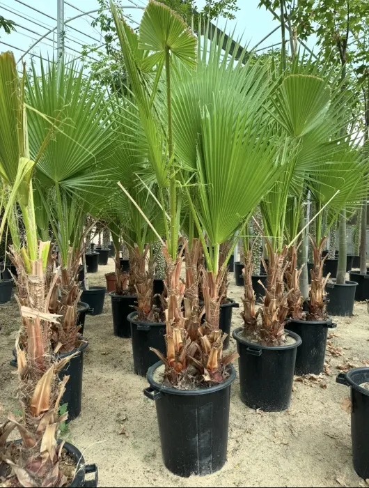 Triple Washingtonia image 1