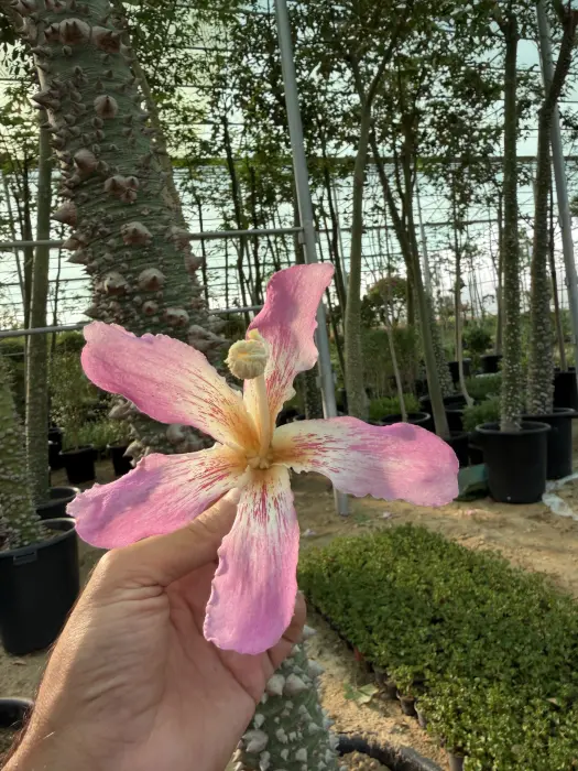 Chorisia  image 4