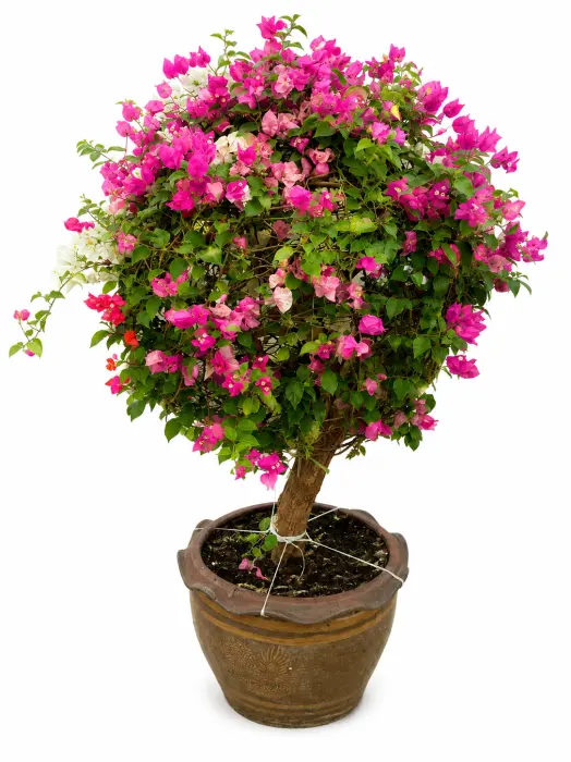Al wafra image 0