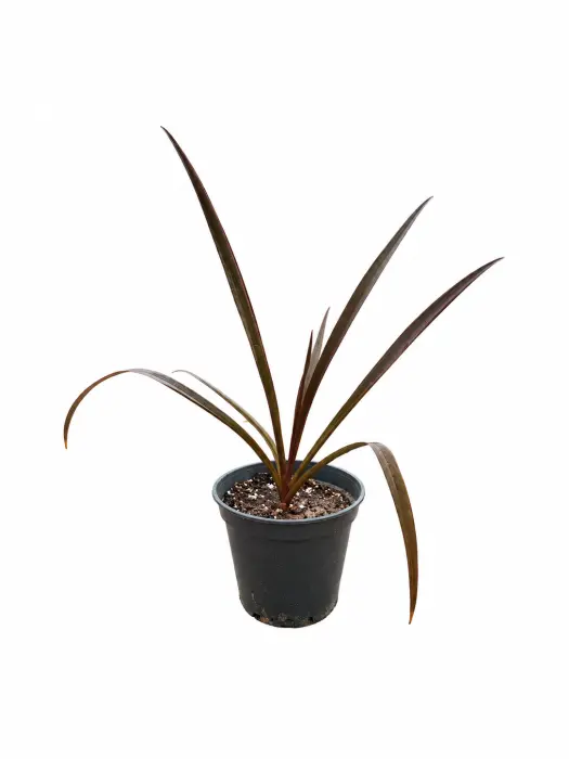 Red Crinum Lily image 0