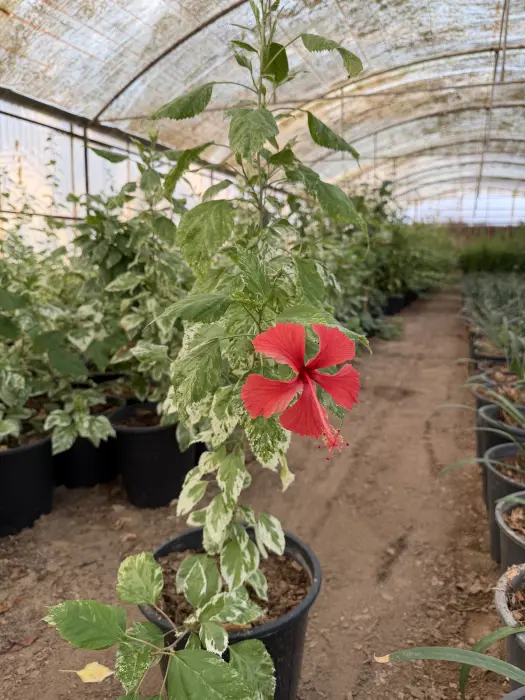 Hibiscus variegated image 1