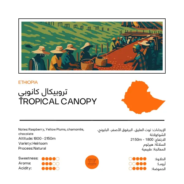 قهوة تروبيكال كانوبي | إثيوبيا ٢٥٠ جرام image 0