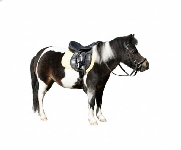 Pony Ride image 1