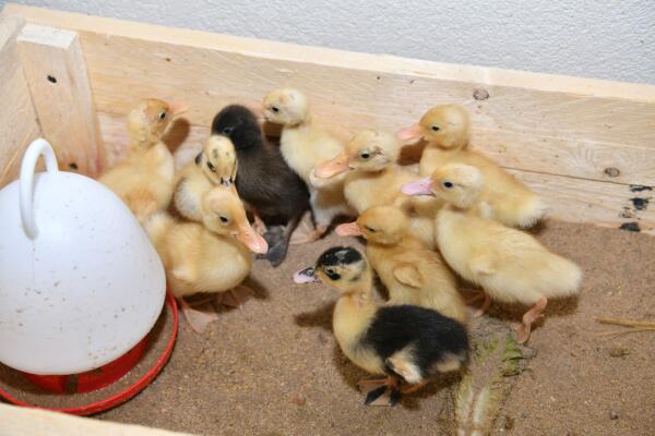 Farm Express image 1