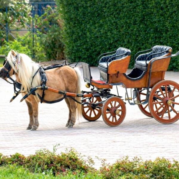 Classic Carriage  image 0
