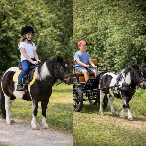 Carriage and Ride image 0