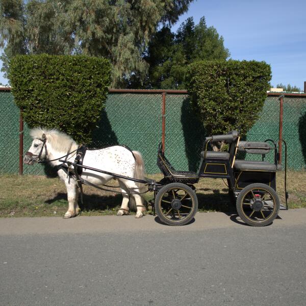 Modern Carriage Ride image 0