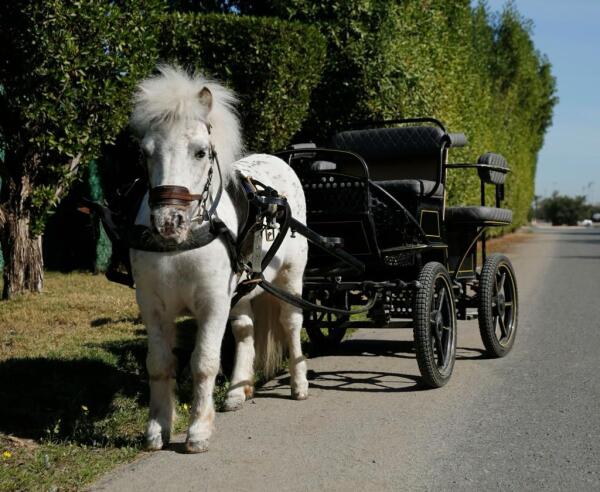 Modern Carriage Ride image 3