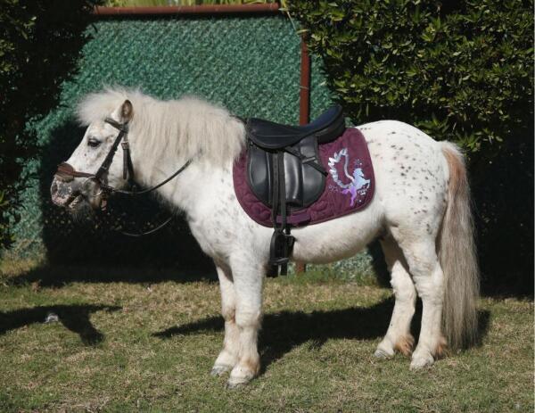 Pony Ride image 6