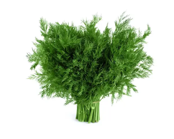 شبت image 0