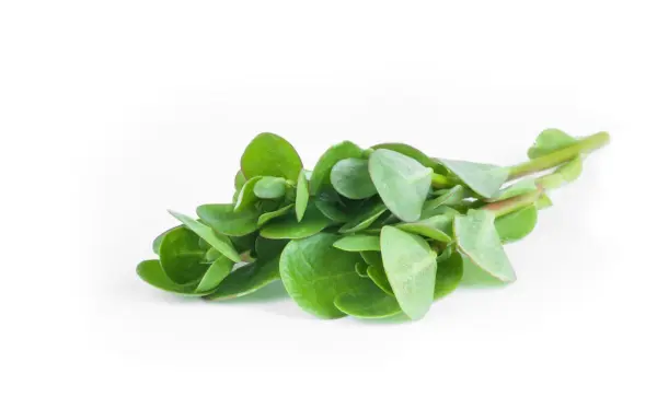 نعناع image 0