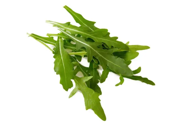 جرجير image 0