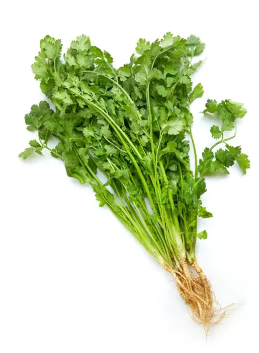 كزبرة image 0