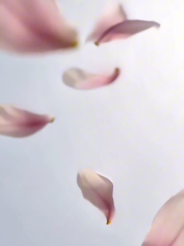 عطر ماغنوليا image 3
