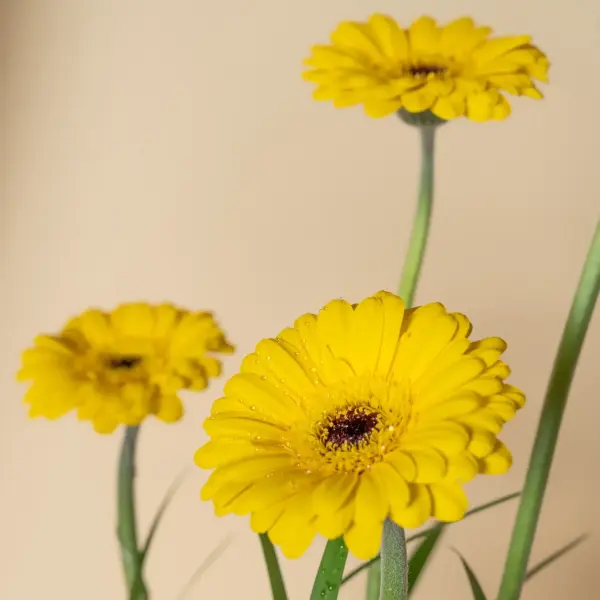 يسرى image 0