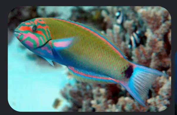 Moon wrasse fish image 0