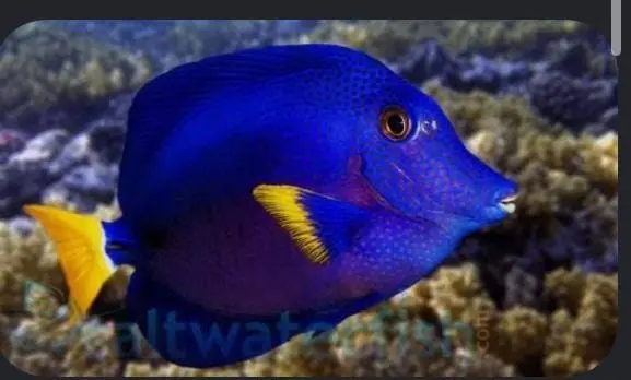 Purple tang image 0