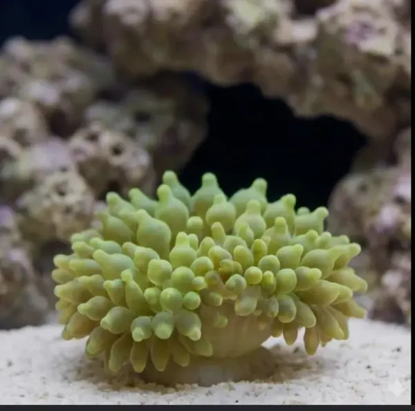 Mini anemone image 0