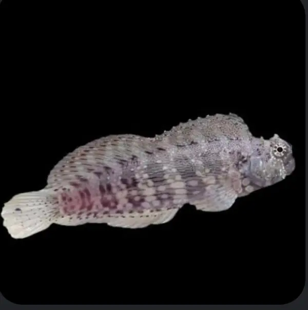 Bleny fish image 0