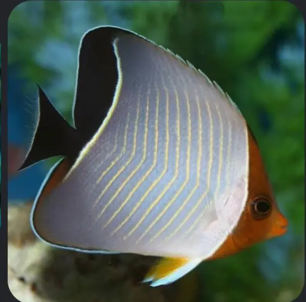 Larvatus Butterflyfish image 0