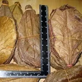 Almond Leaf image 1
