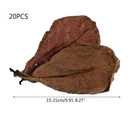 Almond Leaf image 2