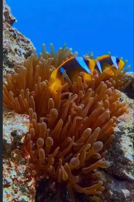 Brown Anemon image 0