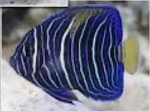 Juvenile Angelfish image 0