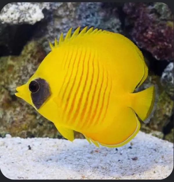 Semilar butterflyfish image 0