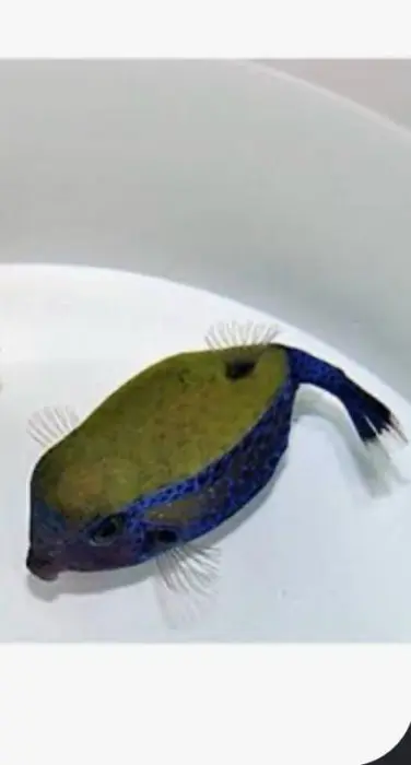 Black boxfish image 0