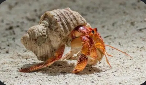 Gaint hermit crab image 0