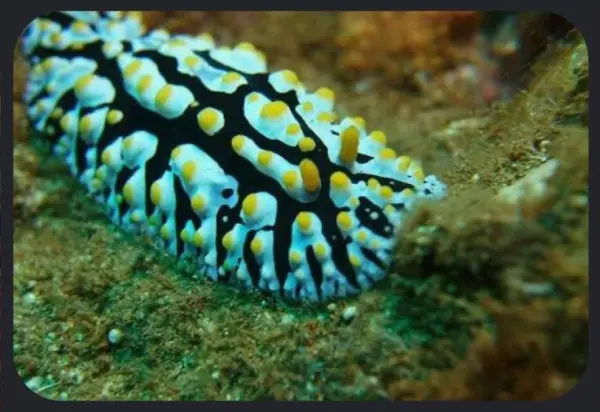 Nudibranch image 0
