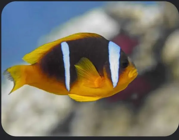 Clownfish image 0