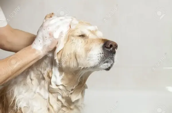 Pets Republic Shampoo Anti Dandruf 500 ml image 1