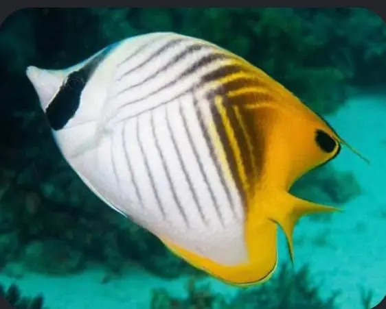 Threadfish butterflyfish image 0
