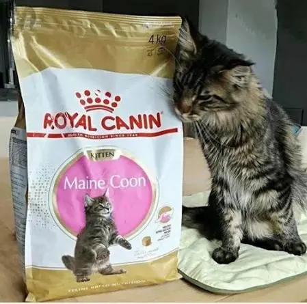 Royal Canin Maine Coon Kitten Dry Food 2KG image 1