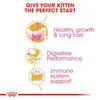 Royal Canin Persian Kitten Dry Food 2KG image 2