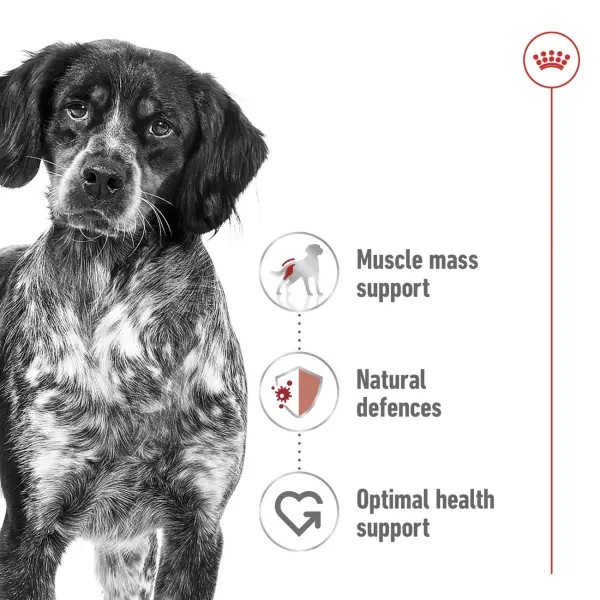 Royal Canin Medium Adult Dry Dog Food 4KG image 1